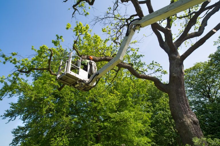 Un élagueur taille un arbre