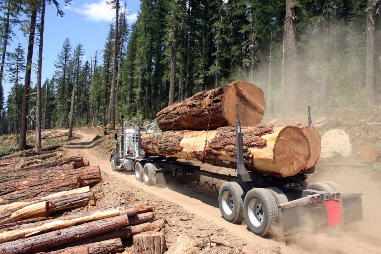 Un conducteur grumier transporte du bois dans son camion