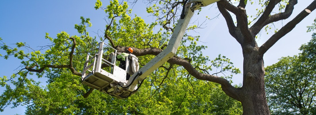 Un élagueur taille un arbre