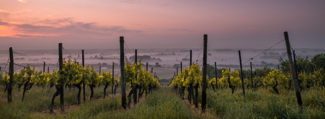 Des vignes au coucher de soleil
